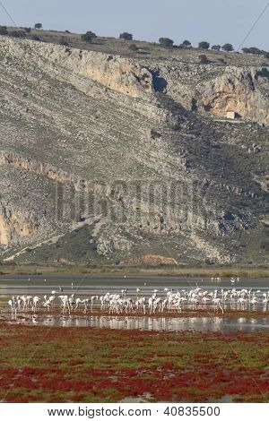 Flamingos ในพรุ