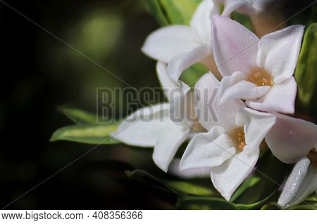Macro Of Delicate Daphne Flowers In Bloom