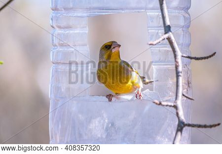 Greenfinch Sitting On A Bird Feeder. Big Plastic Bottle Used As Feeder For Birds. Taking Care Of Bir