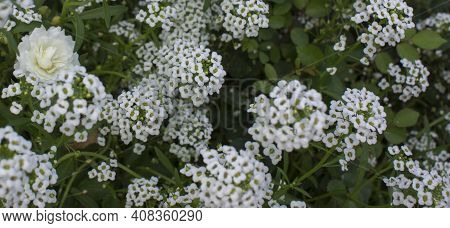 White Flowers Alissum Blooming Lawn In The Park