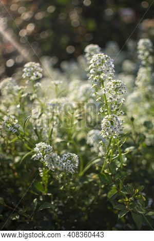 White Flowers Alissum Blooming Lawn In The Park