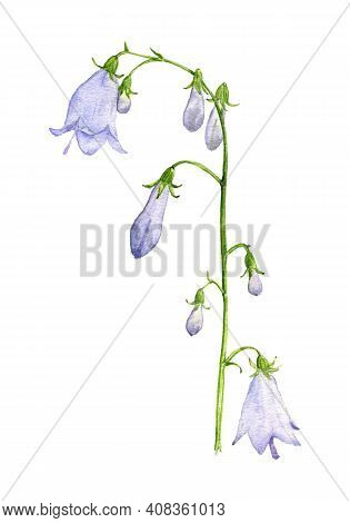 Watercolor Drawing Adenophora, Ladybells Flower , Isolated Floral Element At White Background, Hand 