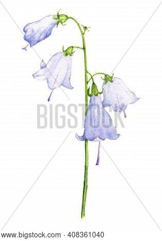 Watercolor Drawing Adenophora, Ladybells Flower , Isolated Floral Element At White Background, Hand 