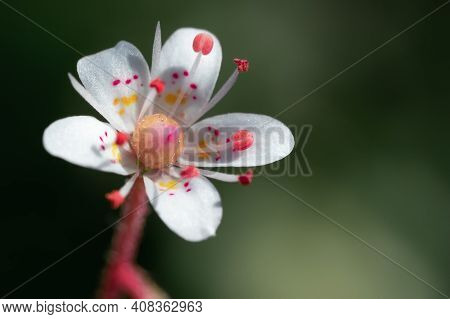 Blooming Flower Of Saxifrage Umbrosa In The Summer Garden Close-up