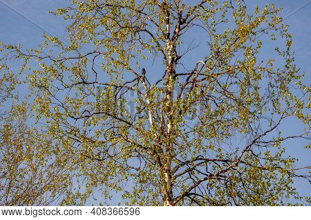 Branch Of Birch With Light Green Leaves On The Background With Tender Blue Sky. Bottom View. Season 