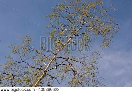 Branch Of Birch With Light Green Leaves On The Background With Tender Blue Sky. Bottom View. Season 