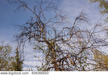 Branch Of Birch With Light Green Leaves On The Background With Tender Blue Sky. Bottom View. Season 