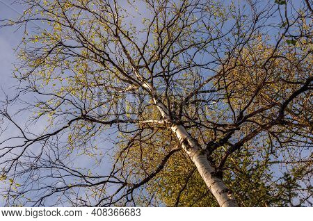 Branch Of Birch With Light Green Leaves On The Background With Tender Blue Sky. Bottom View. Season 