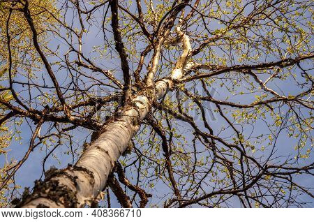 Branch Of Birch With Light Green Leaves On The Background With Tender Blue Sky. Bottom View. Season 