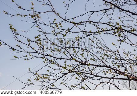 Branch Of Birch With Light Green Leaves On The Background With Tender Blue Sky. Bottom View. Season 