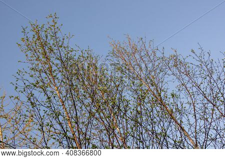 Branch Of Birch With Light Green Leaves On The Background With Tender Blue Sky. Bottom View. Season 