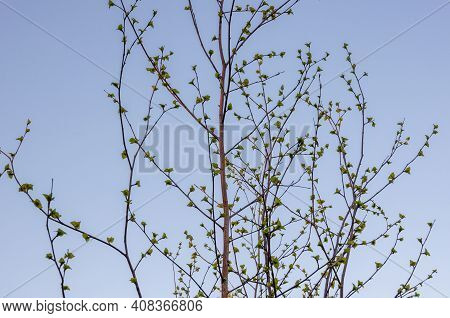 Branch Of Birch With Light Green Leaves On The Background With Tender Blue Sky. Bottom View. Season 