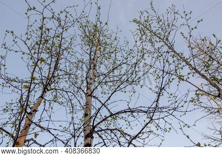 Branch Of Birch With Light Green Leaves On The Background With Tender Blue Sky. Bottom View. Season 