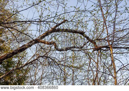 Branch Of Birch With Light Green Leaves On The Background With Tender Blue Sky. Bottom View. Season 