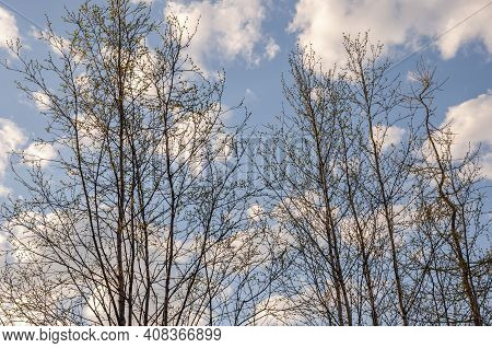 Branch Of Birch With Light Green Leaves On The Background With Tender Blue Sky. Bottom View. Season 