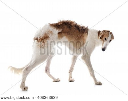 Young Borzoi In Front Of White Background
