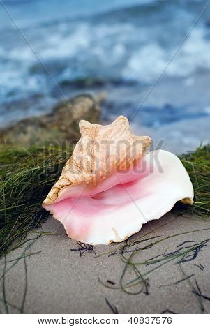 Shell Beach
