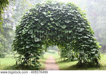 Summer Warm Day. Air Is Impregnated With Evaporations After A Rain. In A Botanical Garden Among Tree