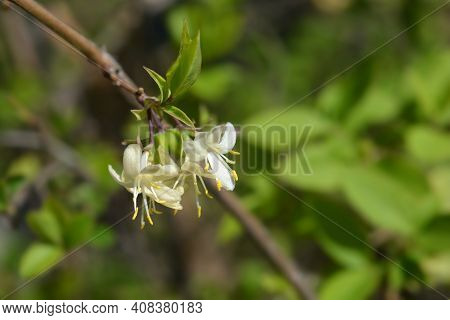 Winter Flowering Honeysuckle Flowers - Latin Name - Lonicera Fragrantissima