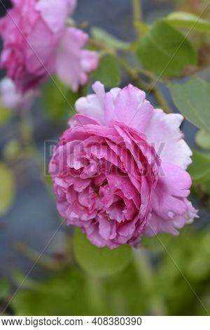 Rose Yves Piaget - Latin Name - Rosa Yves Piaget