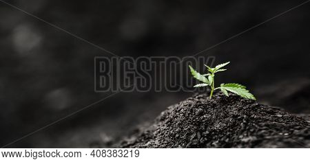 Seedlings Baby Cannabis Plant In Soil. Concept Farm Marijuana Plantation Medical Hemp