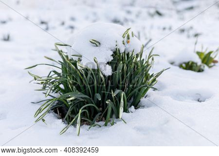Crocusse Looking for Spring. Germany. Baden-Baden