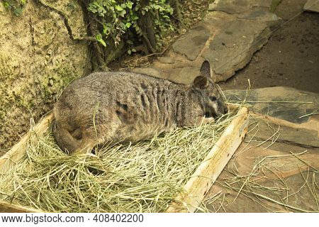 Tammar Wallaby Kangaroo Sleeping In Wooden Box With Herbs. No People