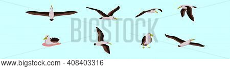 Set Of Albatross Bird Cartoon Icon Design Template With Various Models. Modern Vector Illustration I