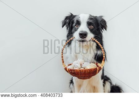Happy Easter Concept. Preparation For Holiday. Cute Puppy Dog Border Collie Holding Basket With East