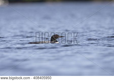 Common Loon On The Lake. Natural Scene From Turtle Flambeau Flowage.