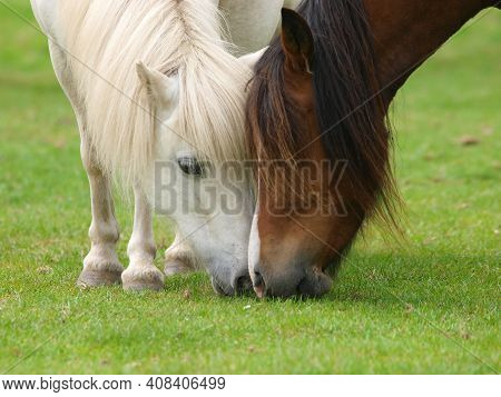 A Close Up Of Two Horses Grazing Close Together On Short Summer Grass.
