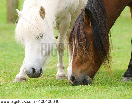 A Close Up Of Two Horses Grazing Close Together On Short Summer Grass.