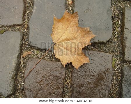 Efterår blade