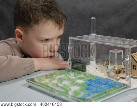 Boy is poring at harvester ants at ant farm. Observation of ants\' behaviors. Domestic insects