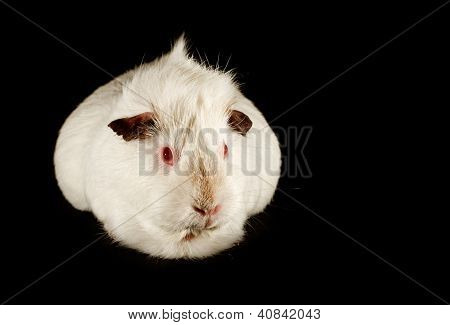 Mascota de la familia conejillo de Indias