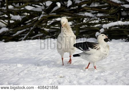Andean Goose, Chloephaga Melanoptera, Pair Standing On Snow