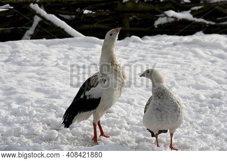 Andean Goose, Chloephaga Melanoptera, Pair Standing On Snow