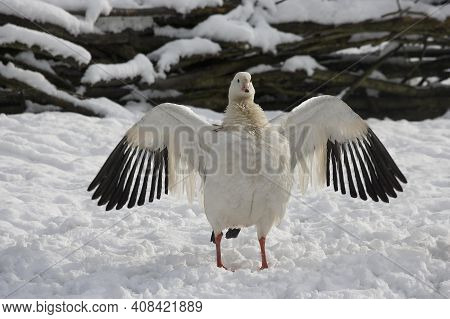 Andean Goose, Chloephaga Melanoptera, Adult Standing On Snow, Opening Wings