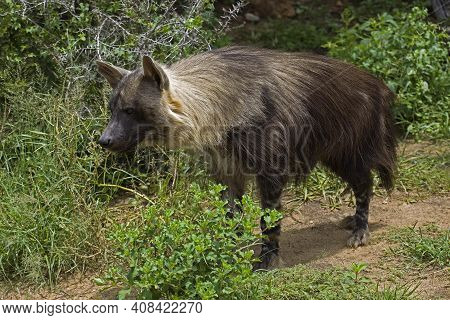 Brown Hyena, Parahyaena Brunnea, Adult Brown Hyena, Parahyaena Brunnea, Adult