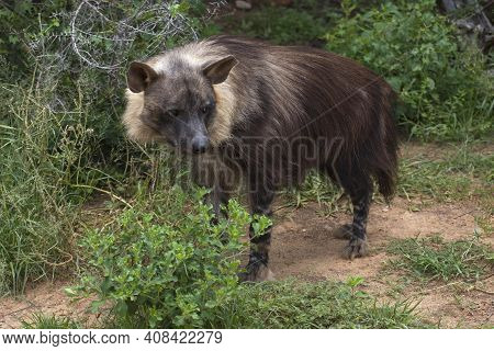 Brown Hyena, Parahyaena Brunnea, Adult Brown Hyena, Parahyaena Brunnea, Adult