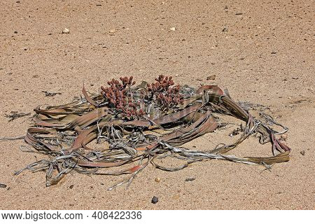 Welwitschia, Welwitschia Mirabilis, Living Fossil Plant, Namib Desert In Namibia