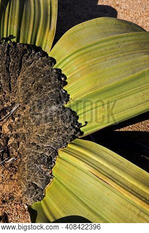 Welwitschia, Welwitschia Mirabilis, Living Fossil Plant, Namib Desert In Namibia