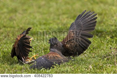 Harris Hawk, Parabuteo Unicinctus, Adults Fighting Harris Hawk, Parabuteo Unicinctus, Adults Fightin