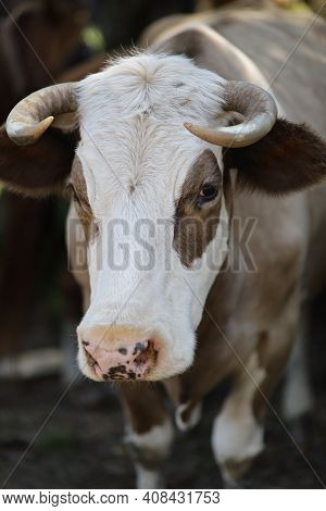 Beautiful Portrait Of A Brown Cow On A Summer Day