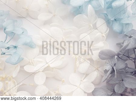 Flowers Composition. Pattern Made Of Hydrangea Flowers Different Colors On White Background. Beautif