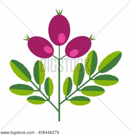 Simple Minimalistic Bright Green Branch With Leaf And Pink Berries. Flower Collection Of Colorful Pl