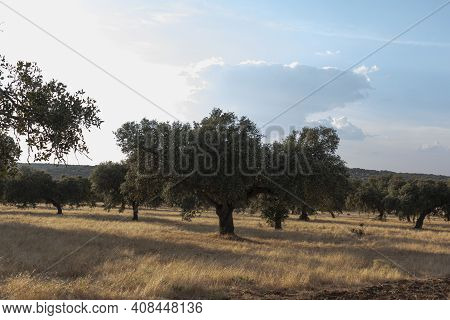 Beautiful Couples, Fields And Landscapes Of The Cordoba