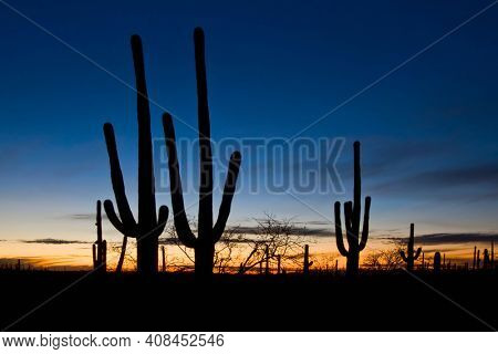 Saguaro cacti at sunset in Saguaro National Park, Arizona