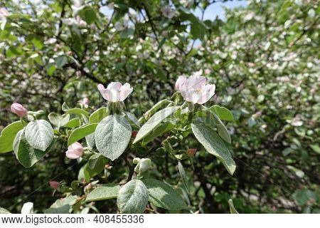 Pubescent Leaves And Pinkish White Flowers Of Quince Tree In May
