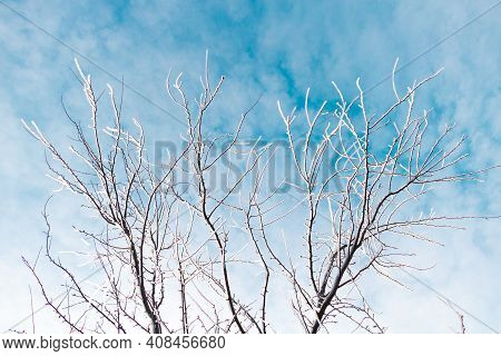 Icicles On A Fruit Tree With Beautiful Blue Sky. Winter Concept